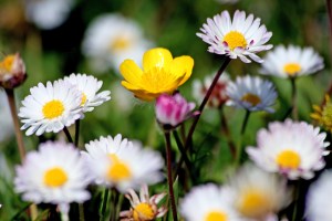 Machair, Hebridene (foto: Kirsti Jareg)