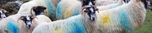 cropped-blackfacesheep_beh_edited-6b1.jpg