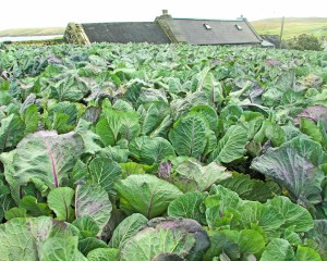 "Kaleyard", Shetland (foto: Kirsti Jareg)