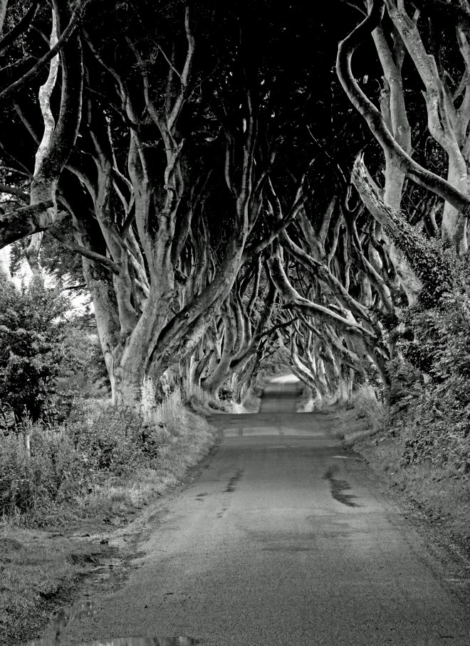 Dark Hedges