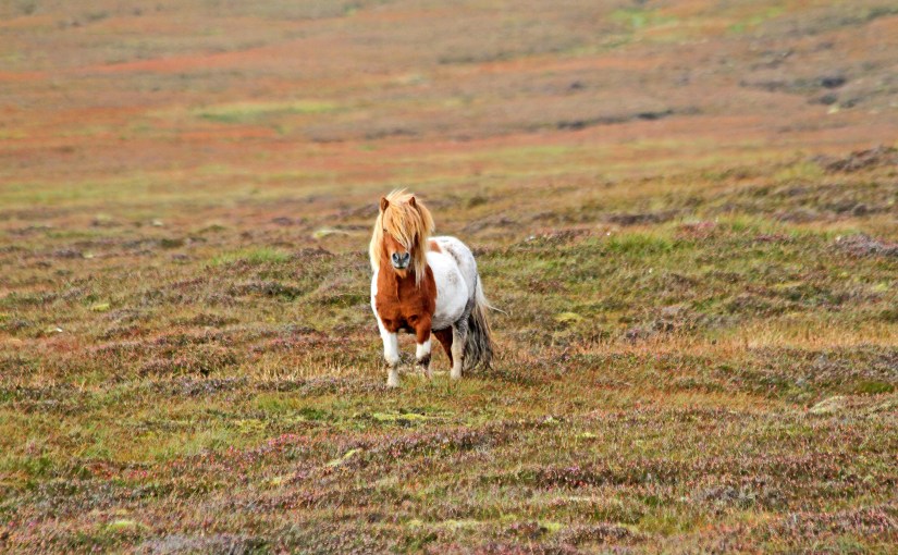 &laquo;Den 12. mann&raquo; Shetlandsfarerne og Jan Baalsrud – ny&nbsp;film