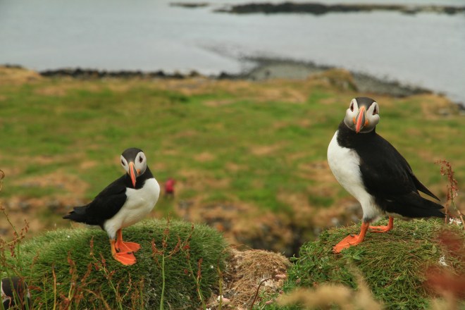 Tiree 2018 Lundefugler Lunga Treshnish 061